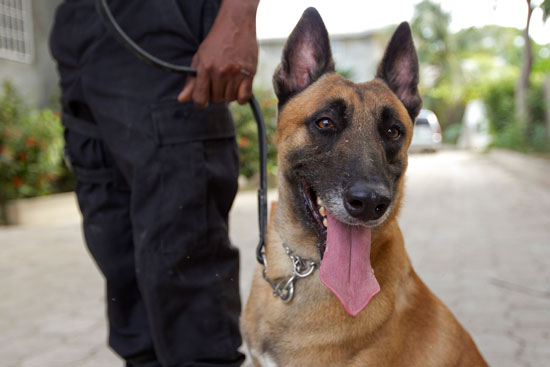 Brigade canine: 6 chiens policiers pour appuyer la PNH dans la lutte contre le trafic d’armes et de drogue