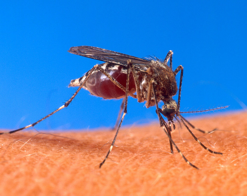 1024px-Aedes_aegypti_biting_human