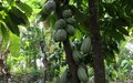 Haïti/Agriculture: le cacao du Nord un atout à prendre en compte