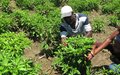 Plateau Central : Soutien aux producteurs de légumes pour lutter contre la pauvreté