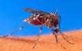 Chikungunya : Comment Haïti fait face à l’épidémie
